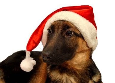 64032779-german-shepherd-dog-with-a-cap-of-santa-claus-isolated-on-white-background883086141960420906.jpg