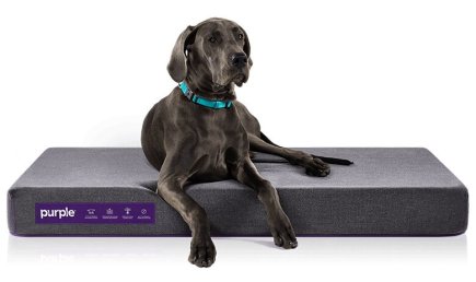 pet-bed-large-dog-1204038013997939866.jpg